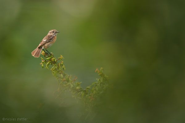 Schwarzkehlchen-Weibchen auf einer Hecke im Grossen Moos