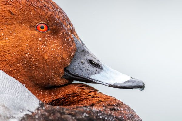 Tafelente bei Regen im Hafen