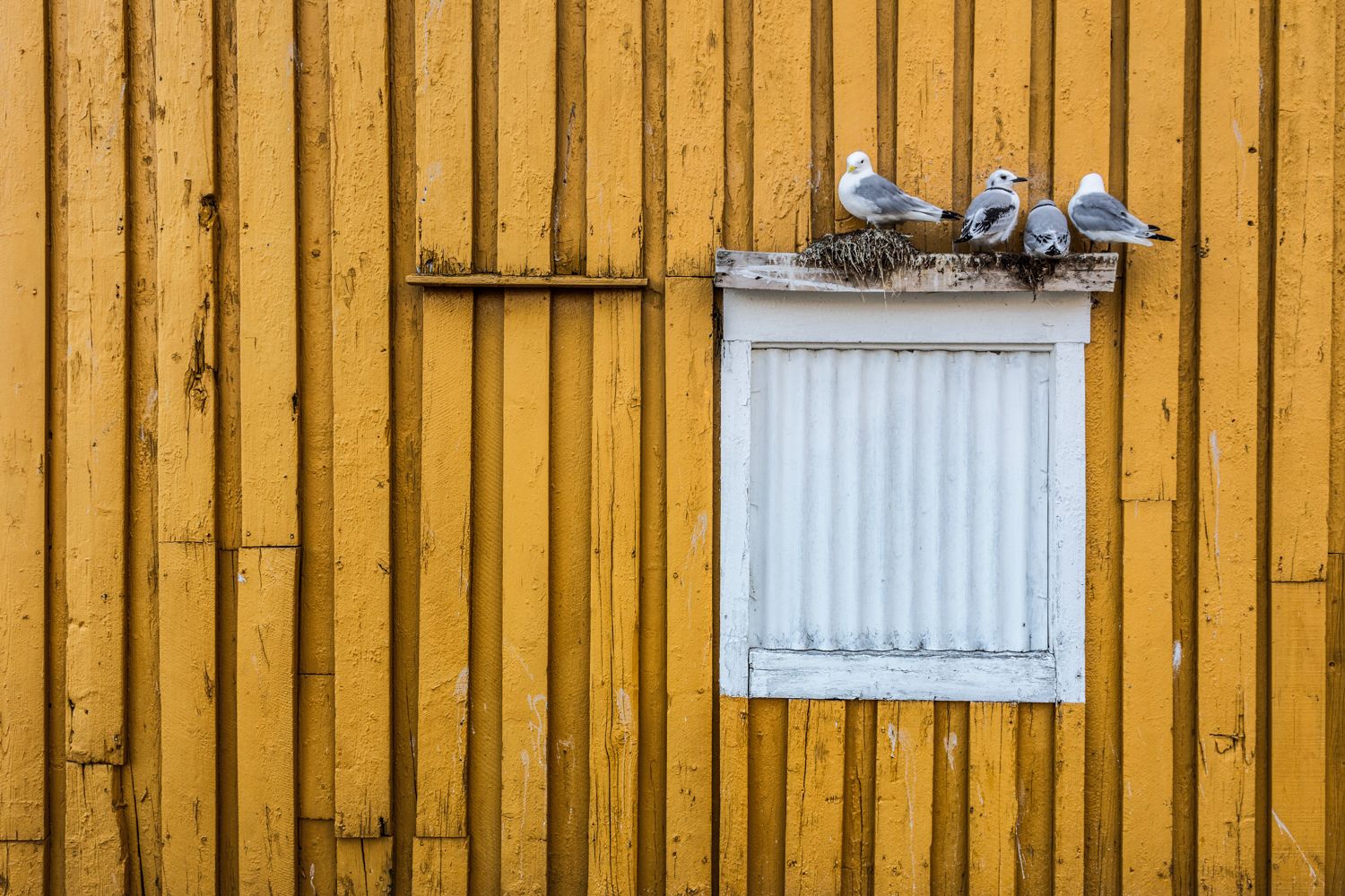 Beispielfotos von der Neusiedlersee Reise mit Birdingtours und Nikon.