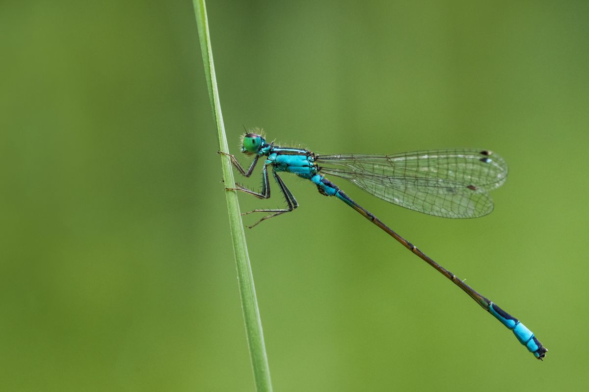 Galerie mit Vogelfotos von Insekten, fotografiert von Naturfotograf Nicolas Stettler..