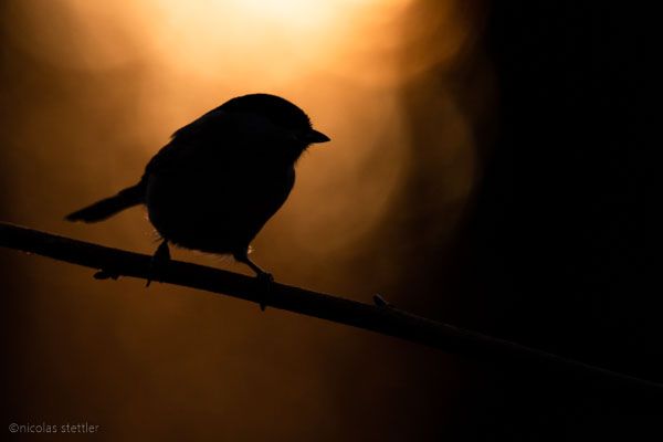 Sumpfmeisen Silhouette bei Sonnenuntergang