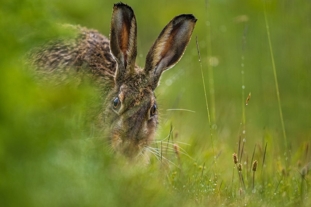 Galerie mit Fotos von Säugetieren, fotografiert von Naturfotograf Nicolas Stettler.