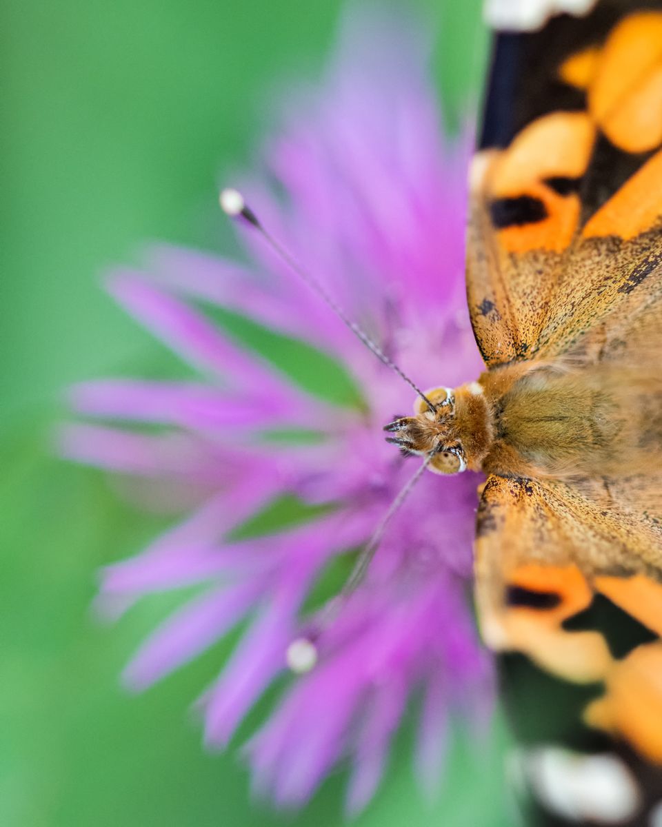 Galerie mit Vogelfotos von Insekten, fotografiert von Naturfotograf Nicolas Stettler..