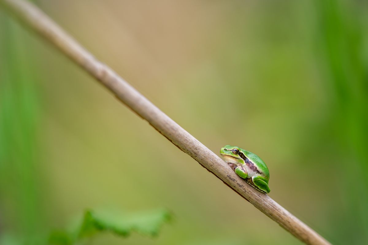 Galerie mit Vogelfotos von Insekten, fotografiert von Naturfotograf Nicolas Stettler..