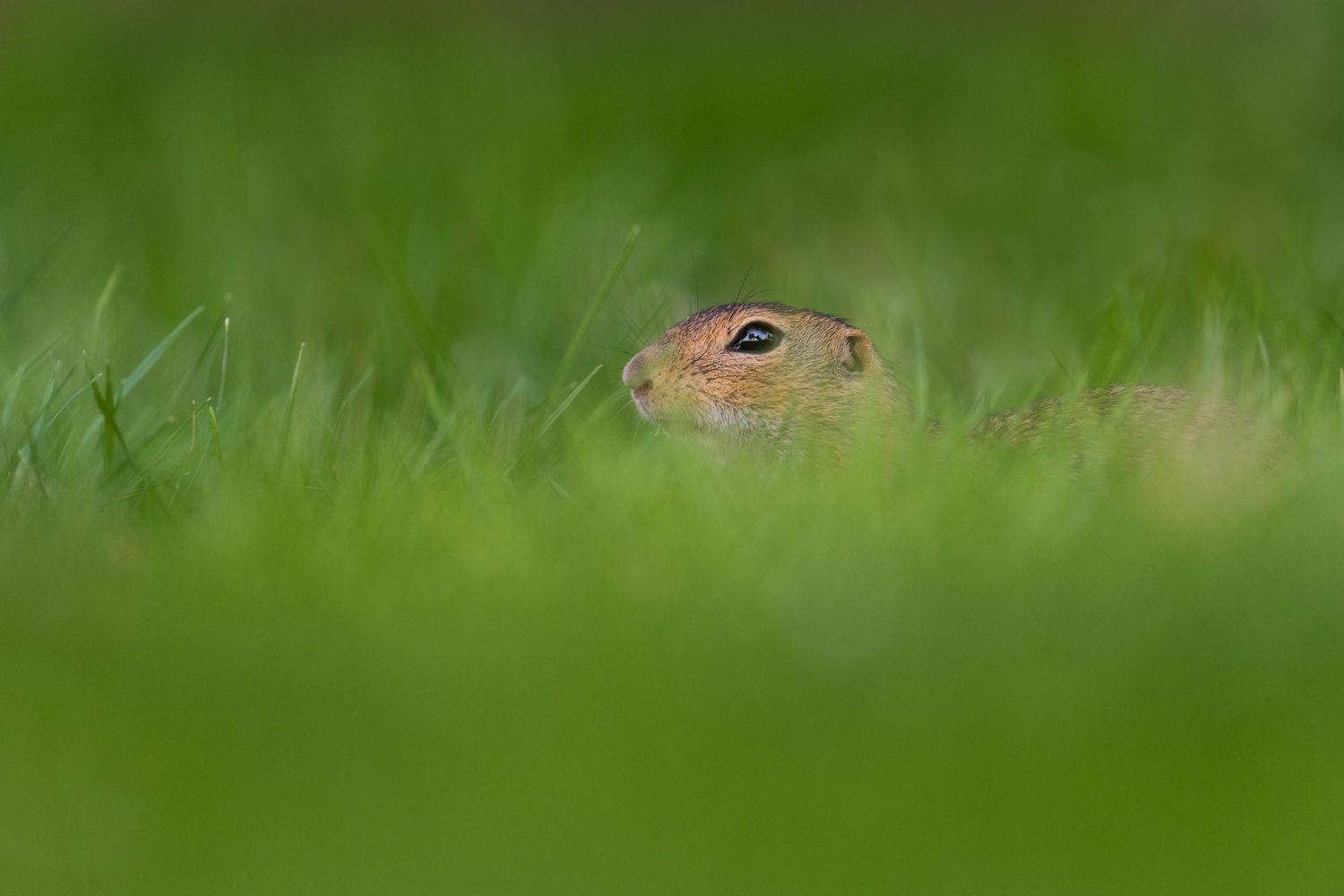 Beispielfotos von der Neusiedlersee Reise mit Birdingtours und Nikon.