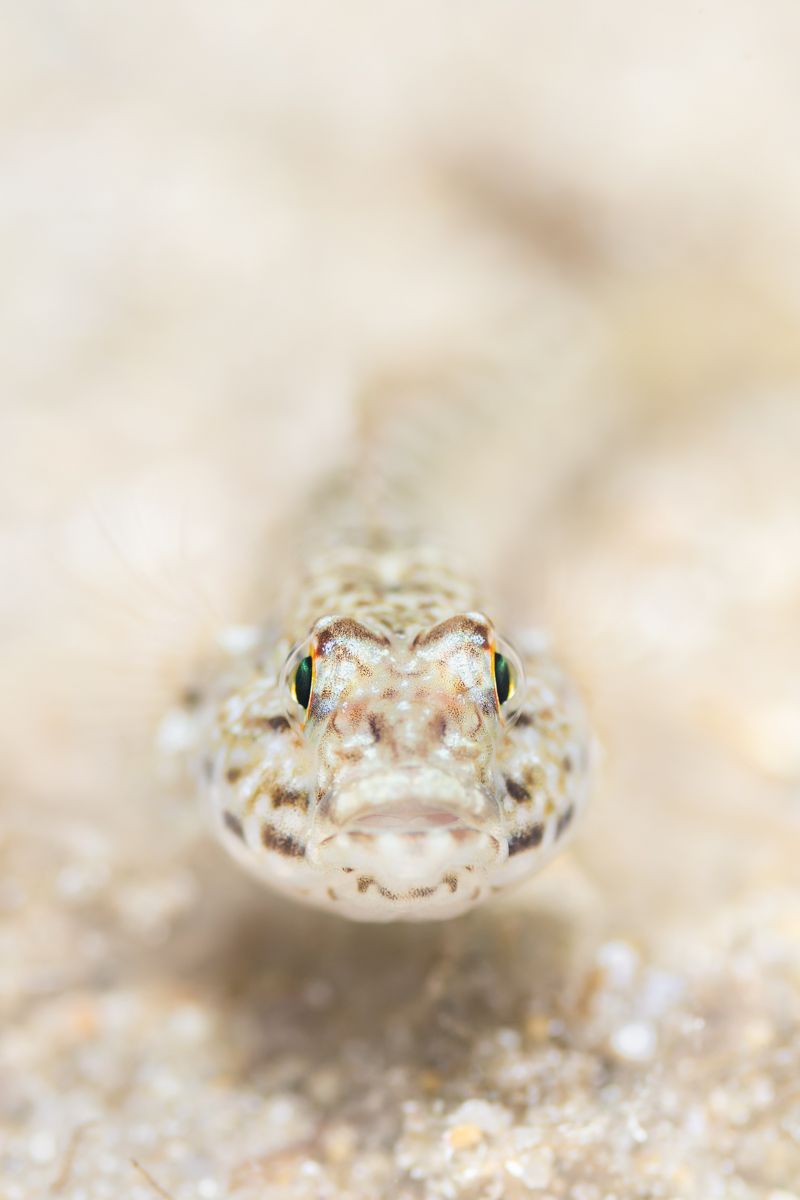 Galerie mit Fotos von Fische, fotografiert von Naturfotograf Nicolas Stettler..