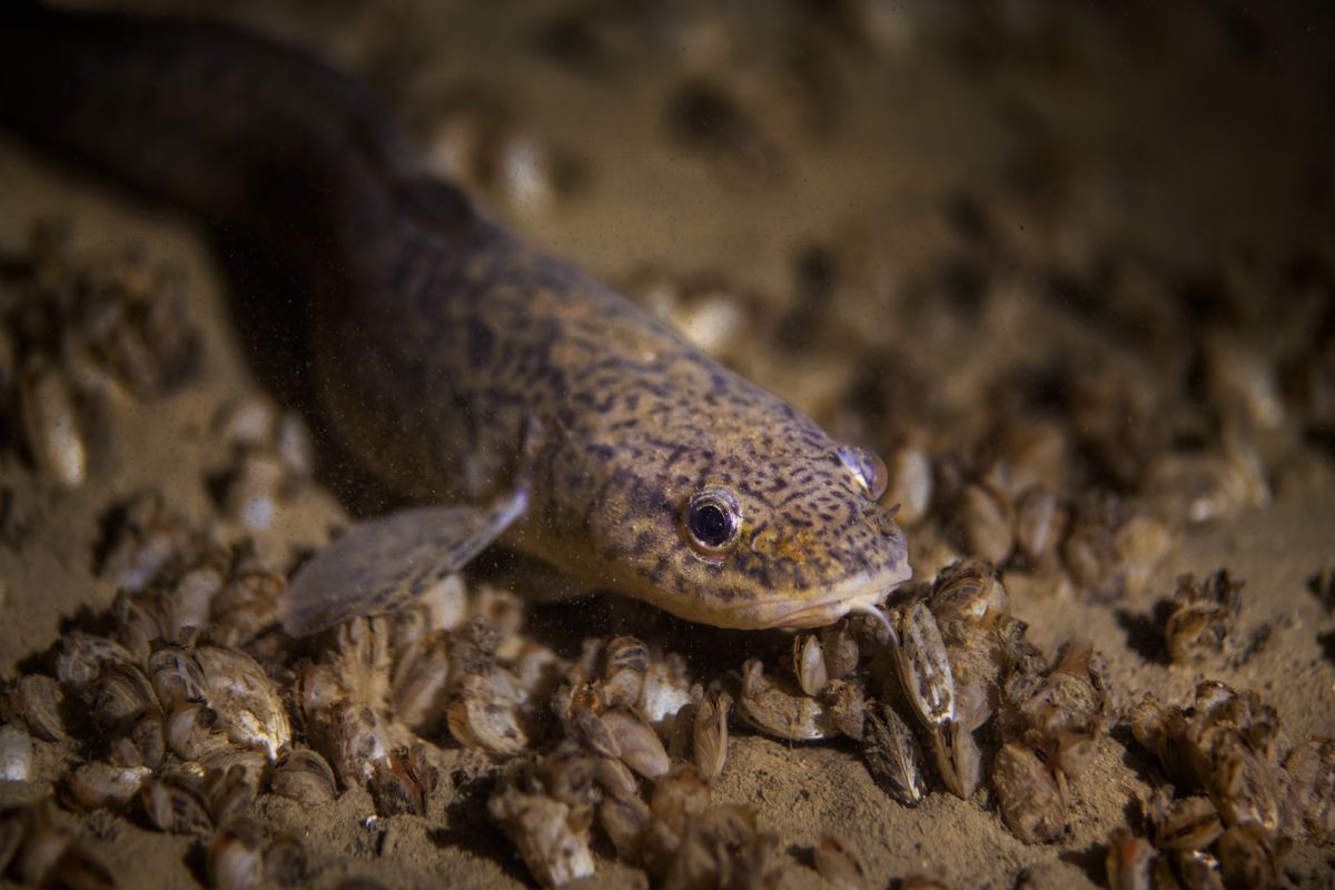 Galerie mit Fotos von Fische, fotografiert von Naturfotograf Nicolas Stettler..