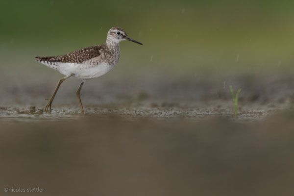 Bruchwasserläufer sucht nach Nahrung am Zicksee