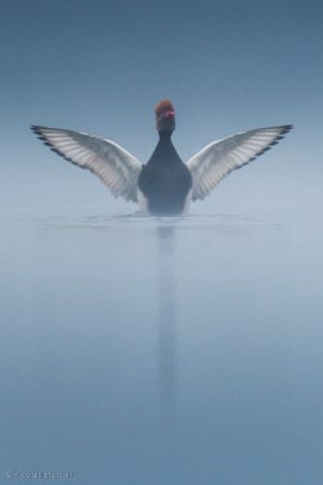 Kolbenente im Morgennebel