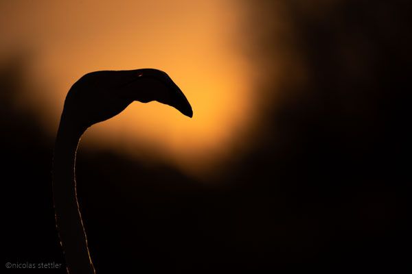 Rosflamingo in der Camargue bei Sonnenuntergang