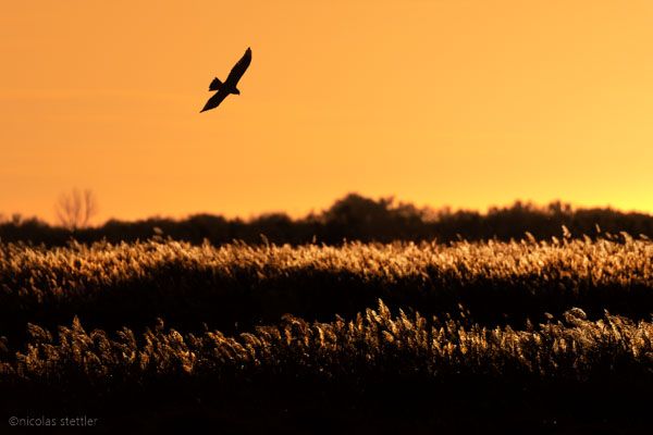 Rohrweihe fliegt am Abend über ein Feuchtgebiet