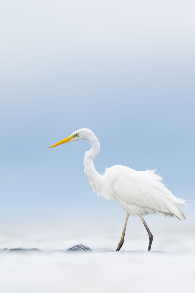 Gallery of stalking birds, photographed by nature photographer Nicolas Stettler.