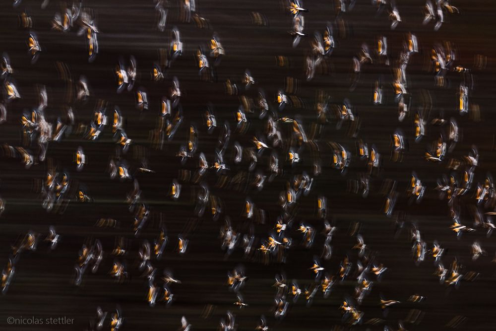 Eine Bergfinken-Truppe fliegt zum Schlafplatz zurück.