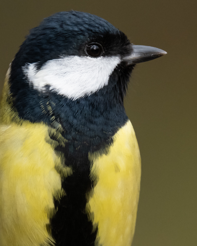 The symbol preferences of male and female great tits with different