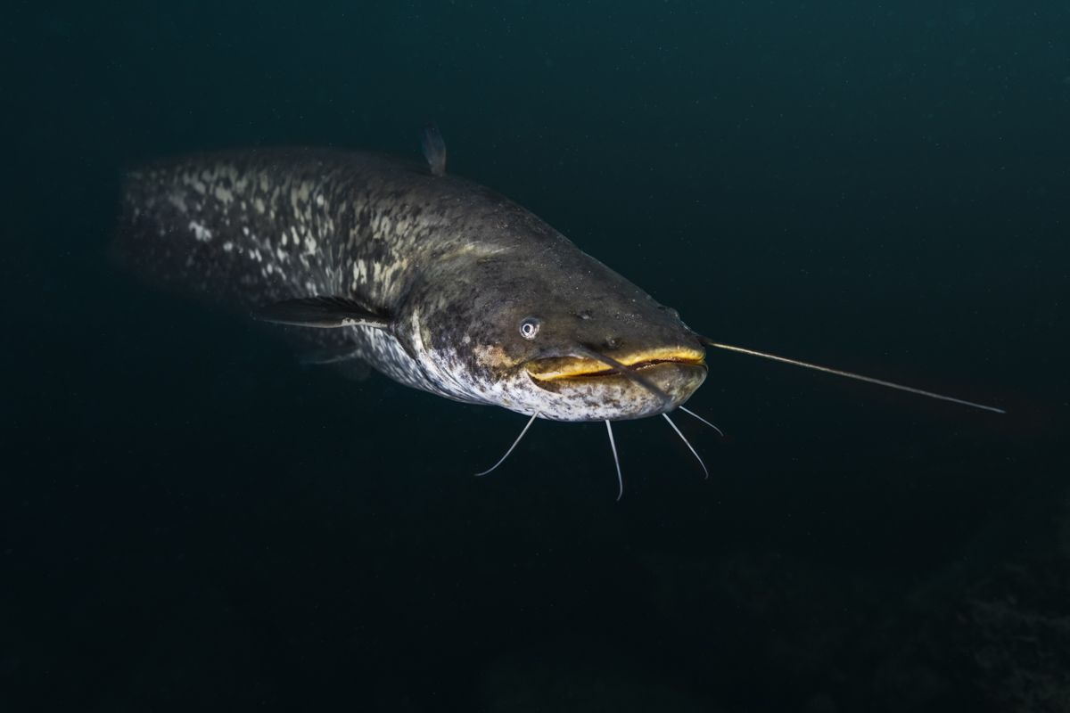 Galerie mit Fotos von Fische, fotografiert von Naturfotograf Nicolas Stettler..