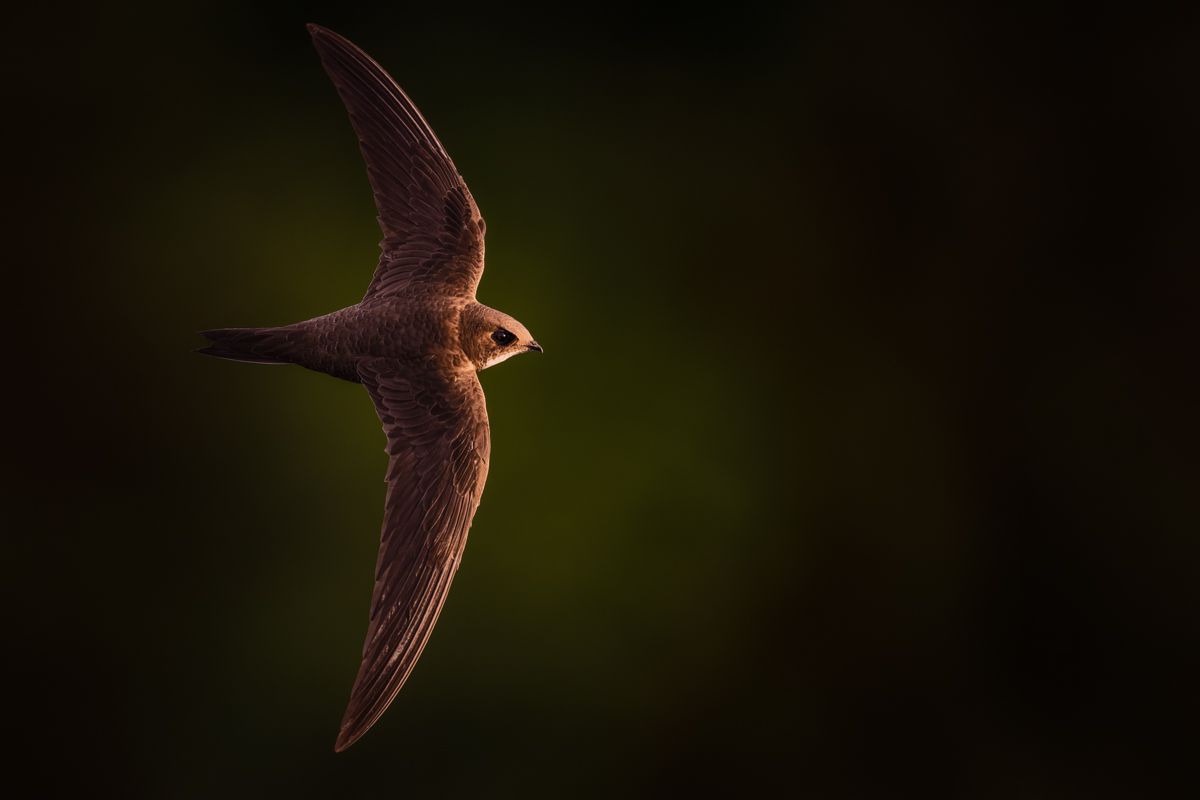 Gallery of swifts and swallows, photographed by nature photographer Nicolas Stettler.