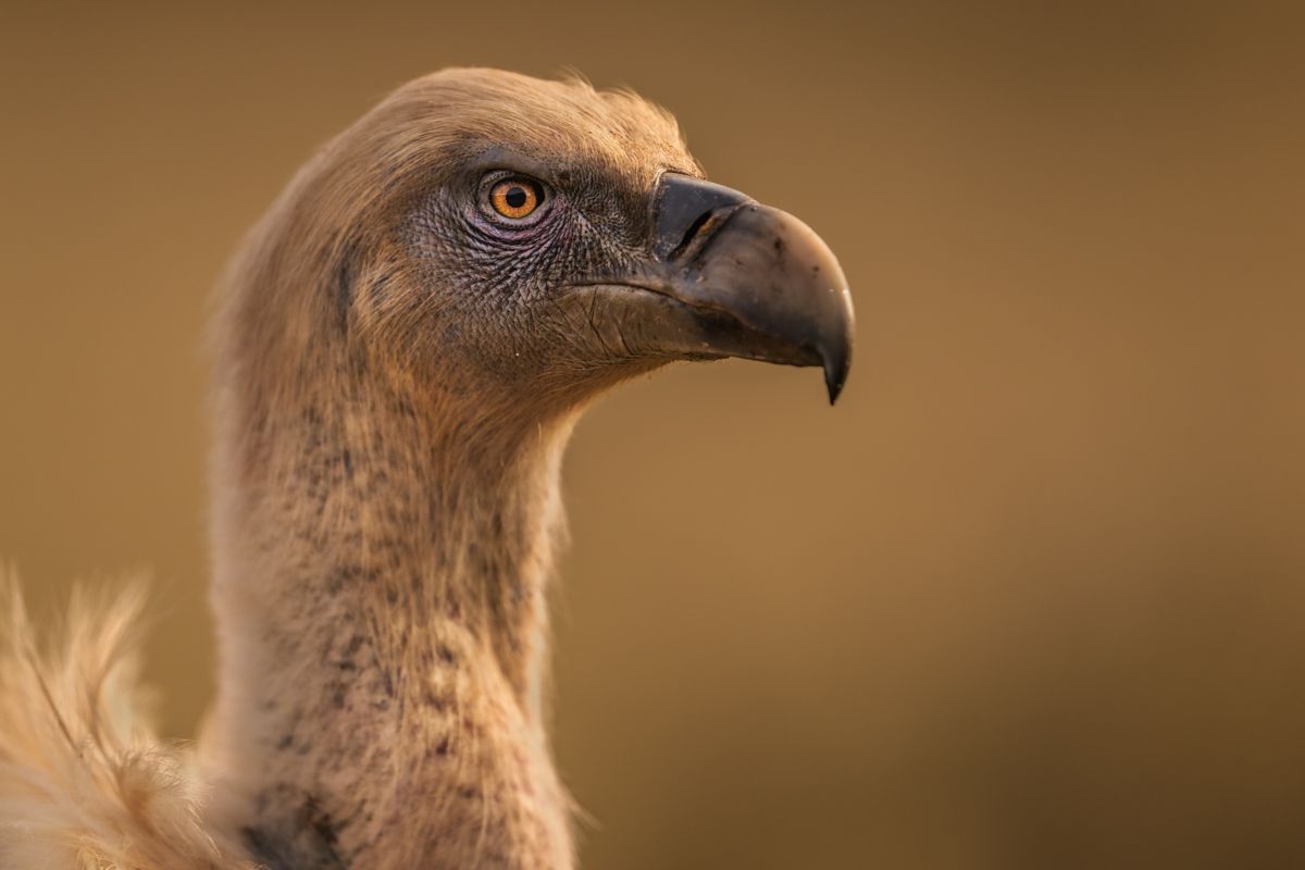 Galerie mit Fotos von Greifvögeln, fotografiert von Naturfotograf Nicolas Stettler.