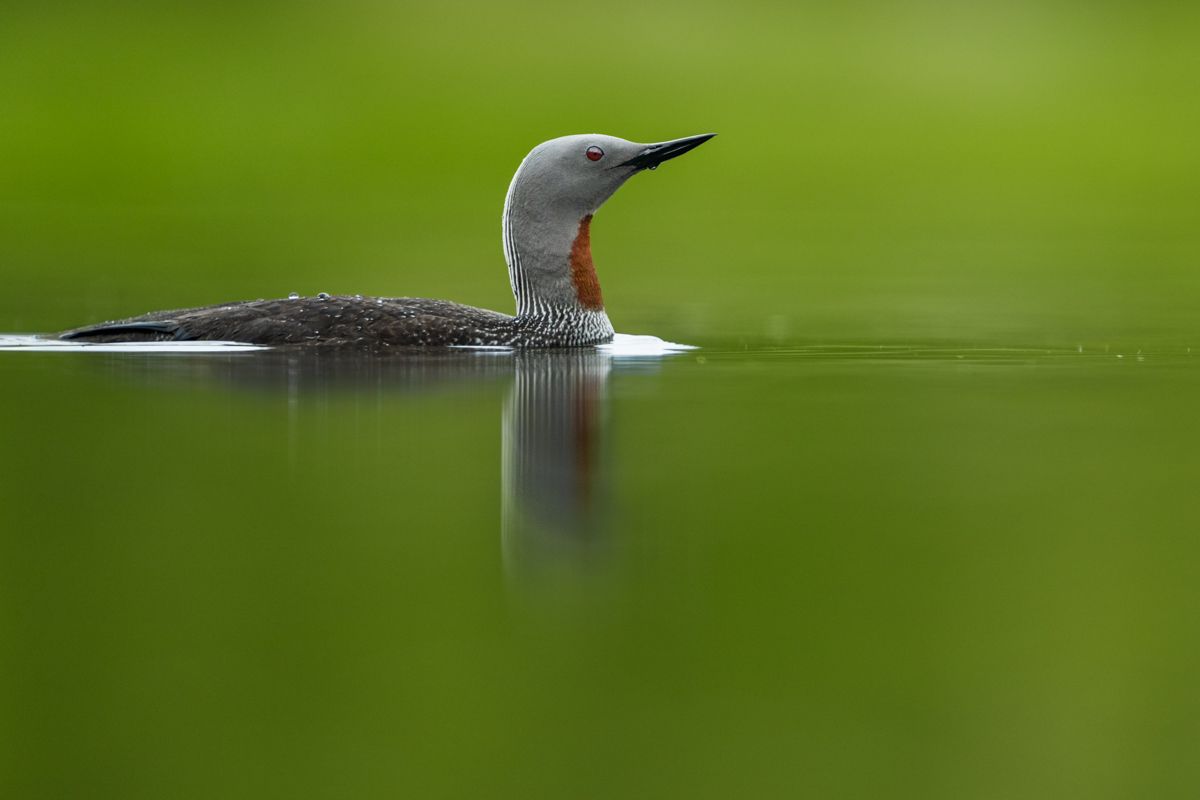 Gallery of water birds images of nature photographer Nicolas Stettler.