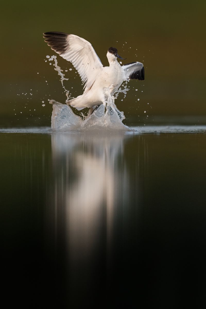 Galerie mit Vogelfotos von Limikolen, fotografiert von Naturfotograf Nicolas Stettler..