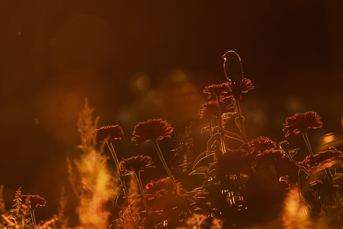 Gallery of songbirds, photographed by nature photographer Nicolas Stettler.