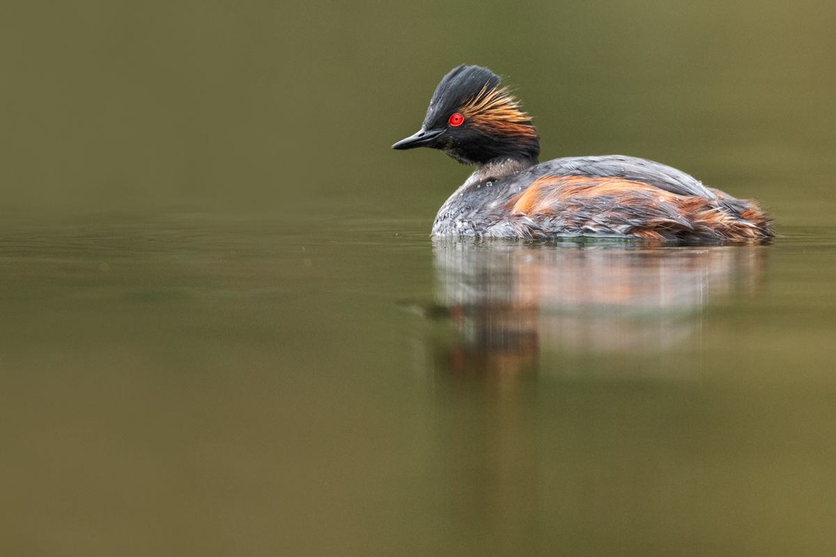 Galerie mit Vogelfotos von Wasservögeln, fotografiert von Naturfotograf Nicolas Stettler..