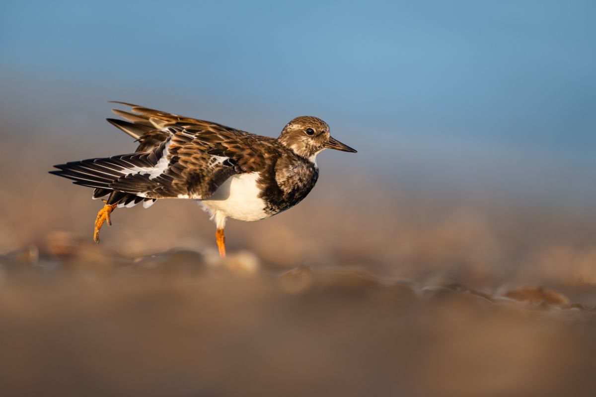 Galerie mit Vogelfotos von Limikolen, fotografiert von Naturfotograf Nicolas Stettler..