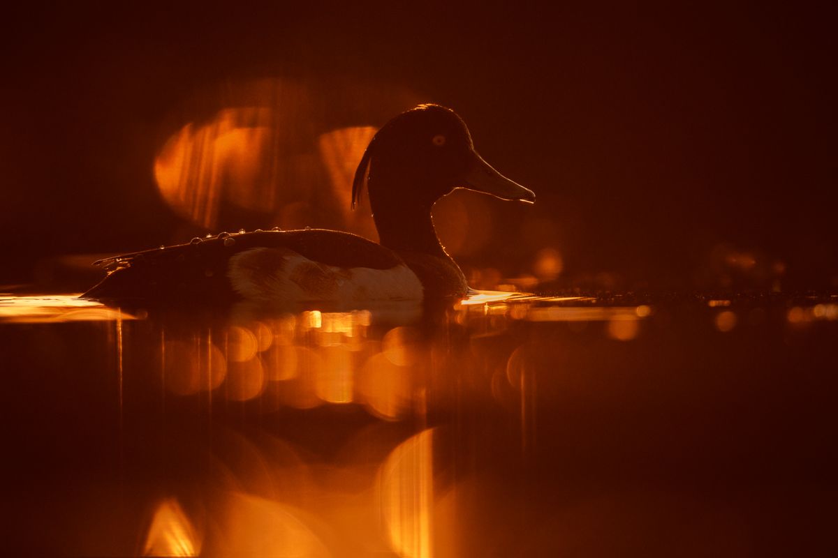 Gallery of water birds images of nature photographer Nicolas Stettler.