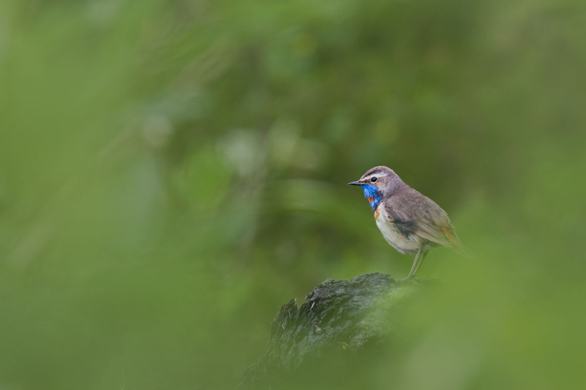 Gallery of songbirds, photographed by nature photographer Nicolas Stettler.