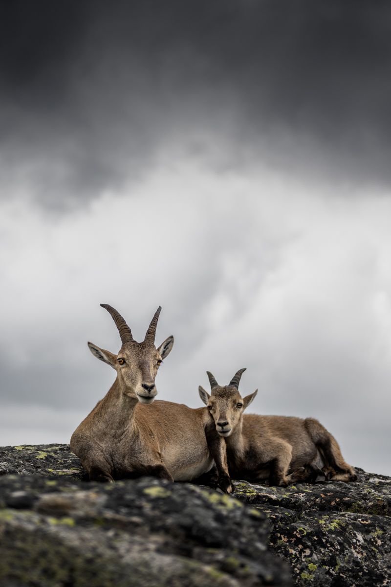 Galerie mit Biber Fotos, fotografiert von Naturfotograf Nicolas Stettler.