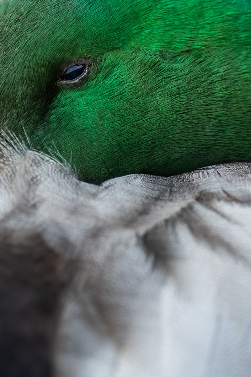 Gallery of water birds images of nature photographer Nicolas Stettler.