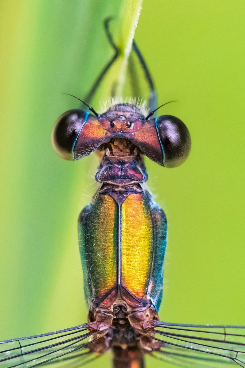 Galerie mit Vogelfotos von Insekten, fotografiert von Naturfotograf Nicolas Stettler..