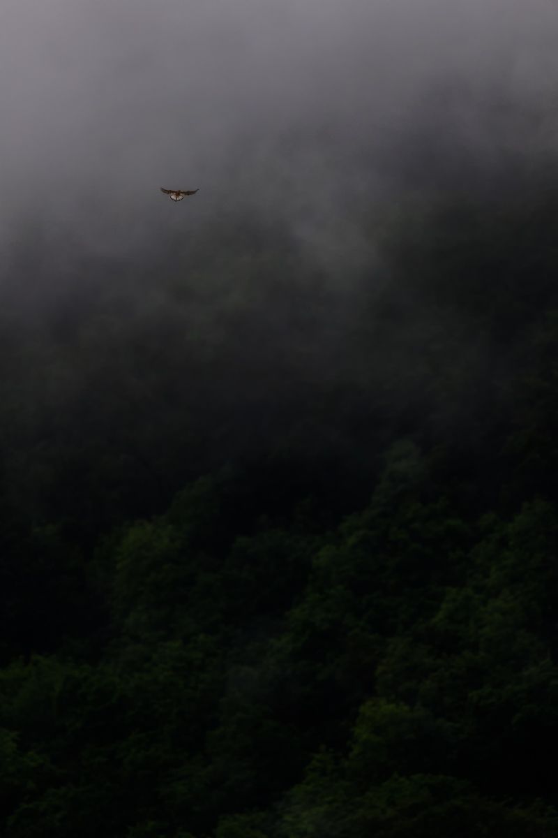 Galerie mit Fotos von Greifvögeln, fotografiert von Naturfotograf Nicolas Stettler.