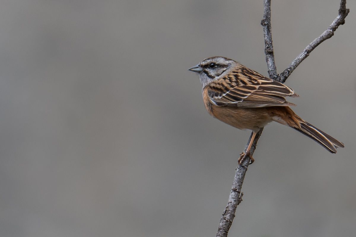 Gallery of songbirds, photographed by nature photographer Nicolas Stettler.