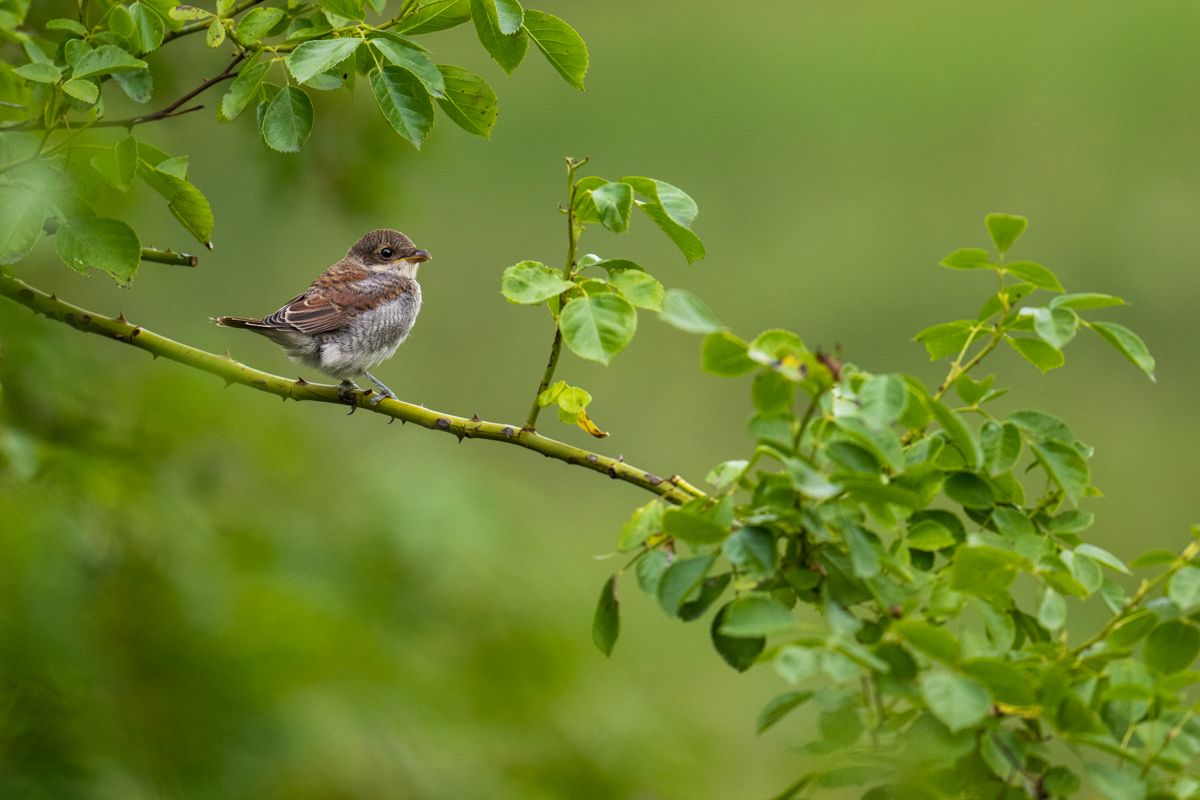 Gallery of songbirds, photographed by nature photographer Nicolas Stettler.