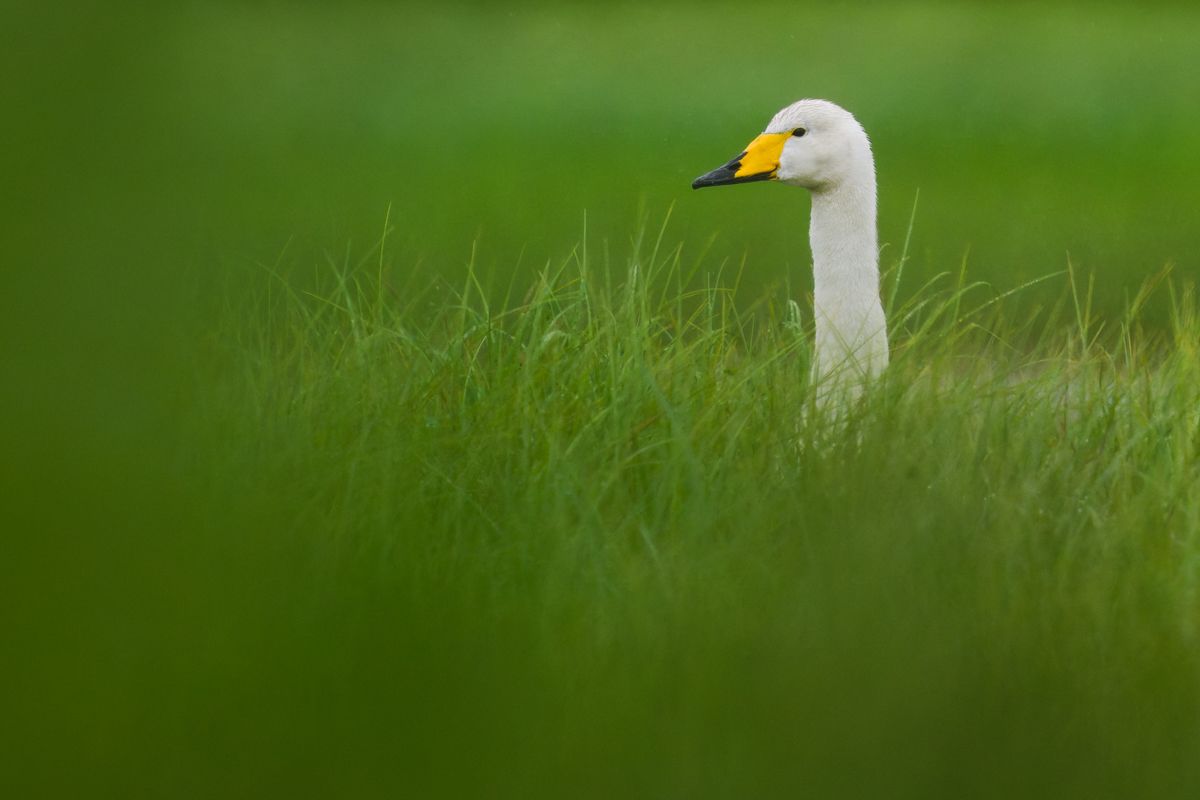 Gallery of water birds images of nature photographer Nicolas Stettler.