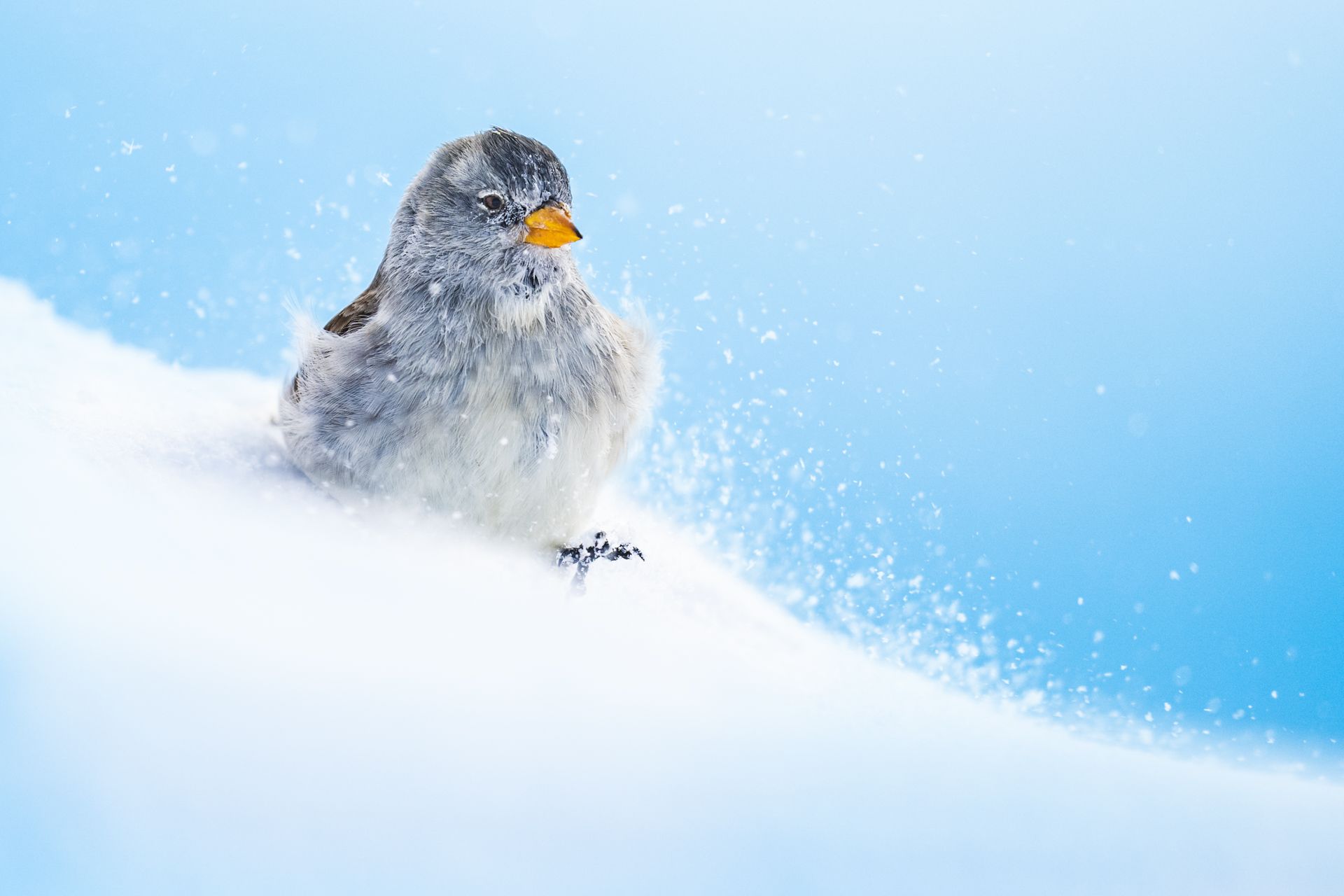 Schneesperling im Schnee.