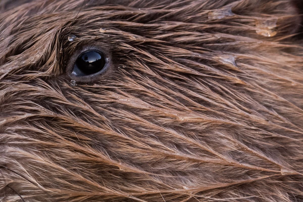 Gallery of fish, photographed by nature photographer Nicolas Stettler.