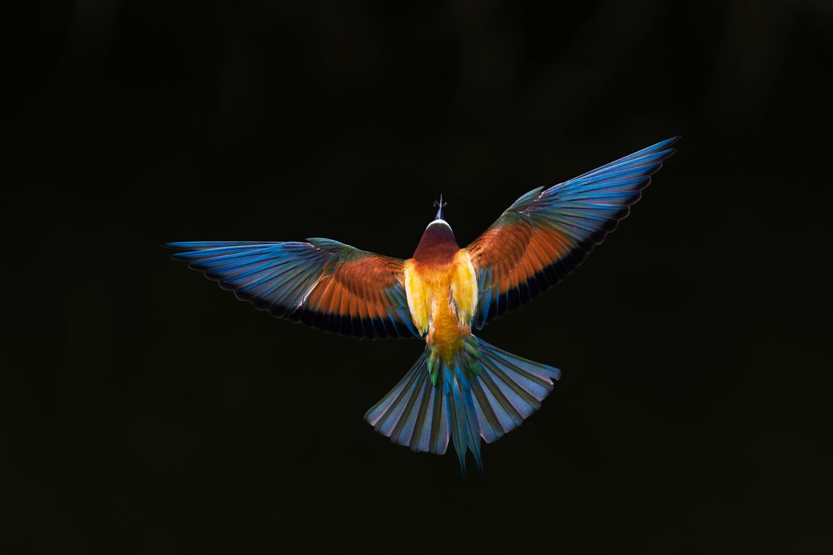 Portfolio von Naturfotograf Nicolas Stettler.