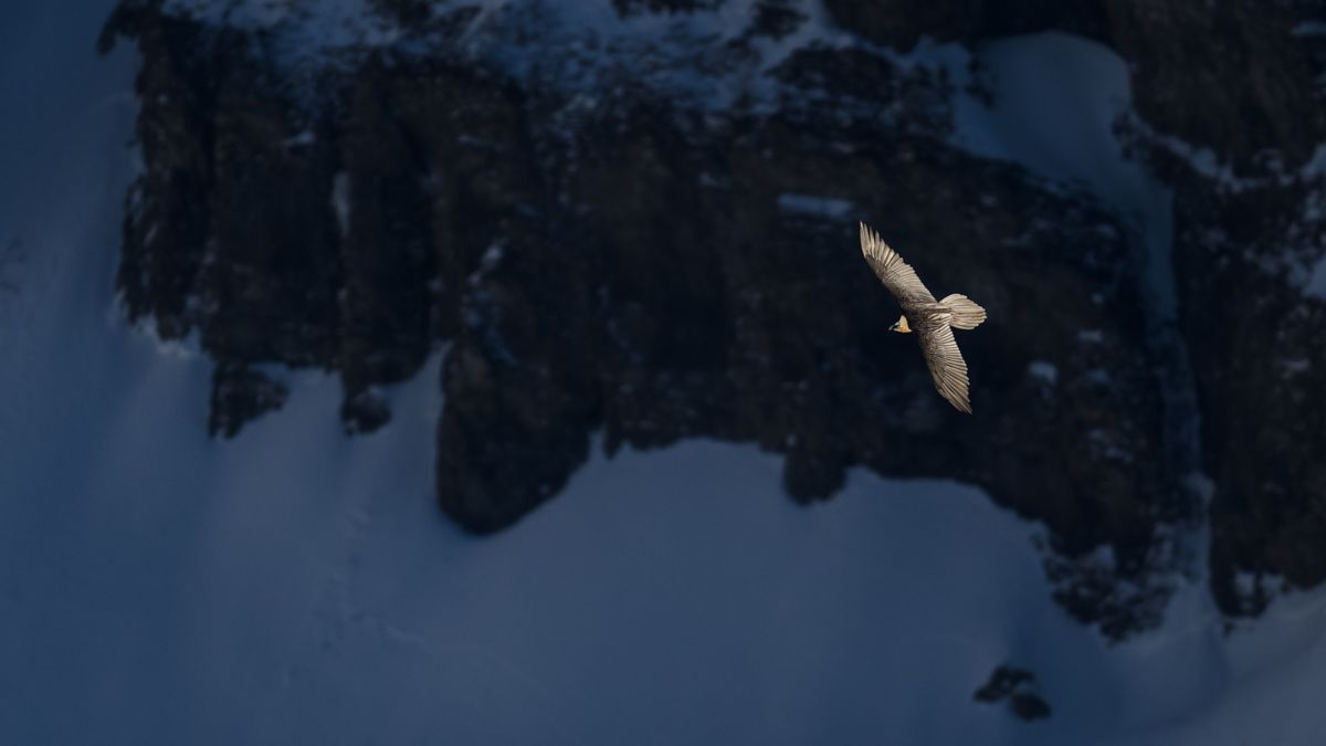 Galerie mit Fotos von Greifvögeln, fotografiert von Naturfotograf Nicolas Stettler.