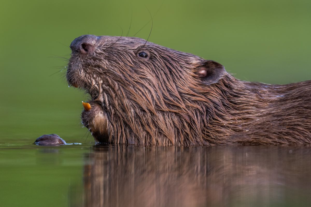 Gallery of fish, photographed by nature photographer Nicolas Stettler.