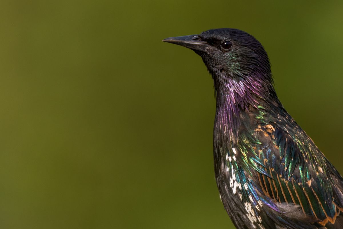 Gallery of songbirds, photographed by nature photographer Nicolas Stettler.