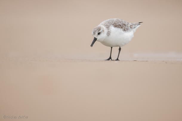 Ein Sanderling sucht am Strand nach Futter.