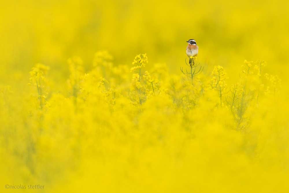 A male whinchat in a canola field