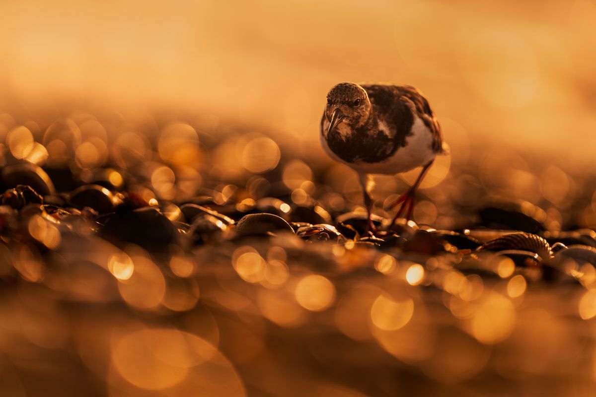 Galerie mit Vogelfotos von Limikolen, fotografiert von Naturfotograf Nicolas Stettler..