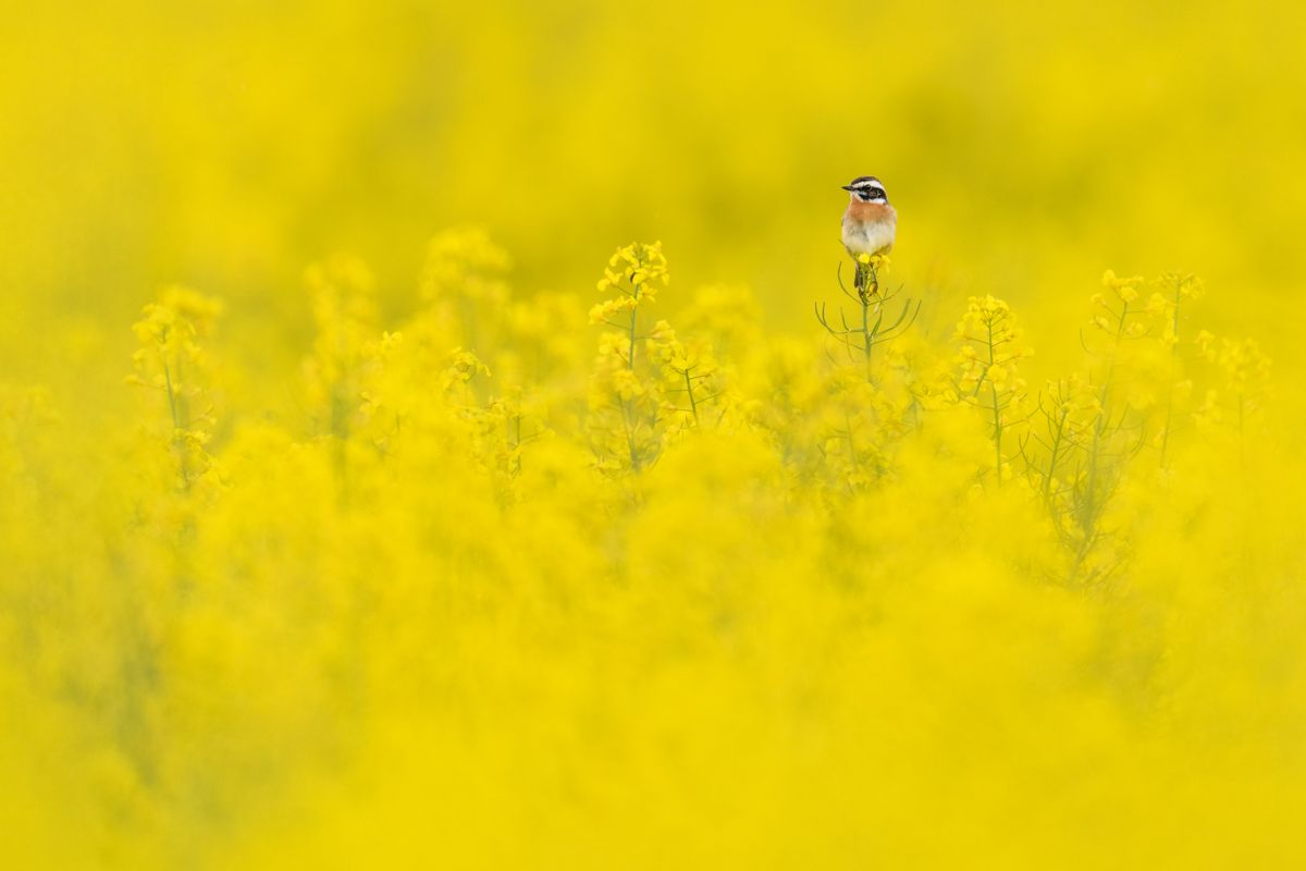 Gallery of songbirds, photographed by nature photographer Nicolas Stettler.