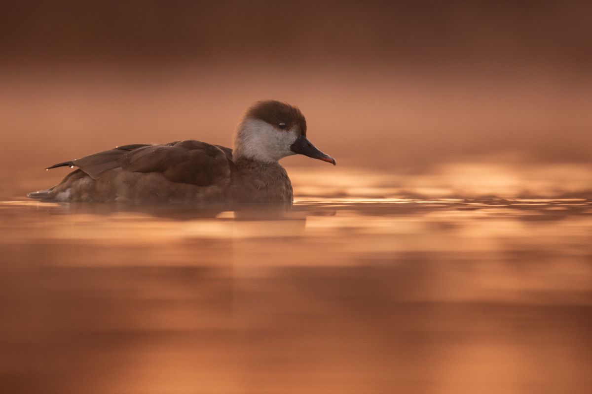 Galerie mit Vogelfotos von Wasservögeln, fotografiert von Naturfotograf Nicolas Stettler..