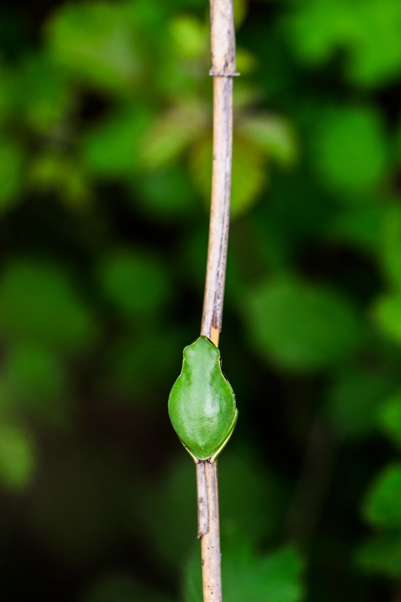 Gallery of macro images of nature photographer Nicolas Stettler.