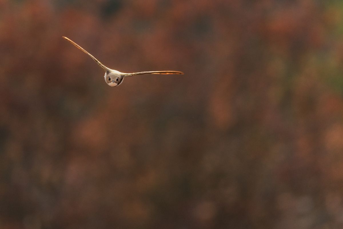 Gallery of swifts and swallows, photographed by nature photographer Nicolas Stettler.