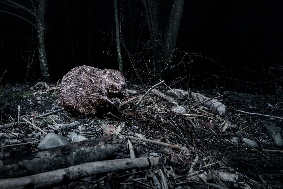 Gallery of fish, photographed by nature photographer Nicolas Stettler.