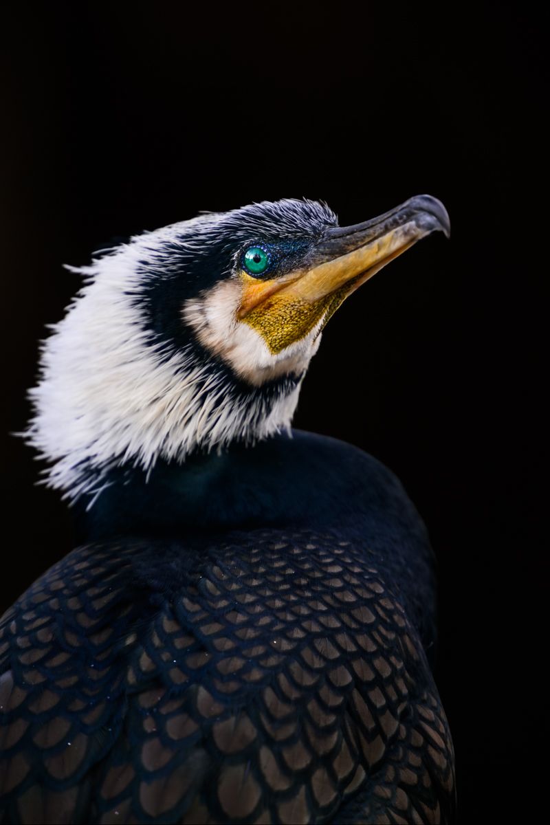 Portfolio von Naturfotograf Nicolas Stettler.